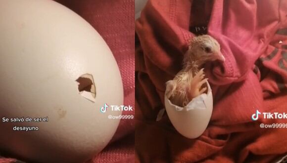 Una familia compró huevos para el desayuno, pero descubrió que había un pollito dentro de uno de estos alimentos. (Foto: TikTok/ow99999).
