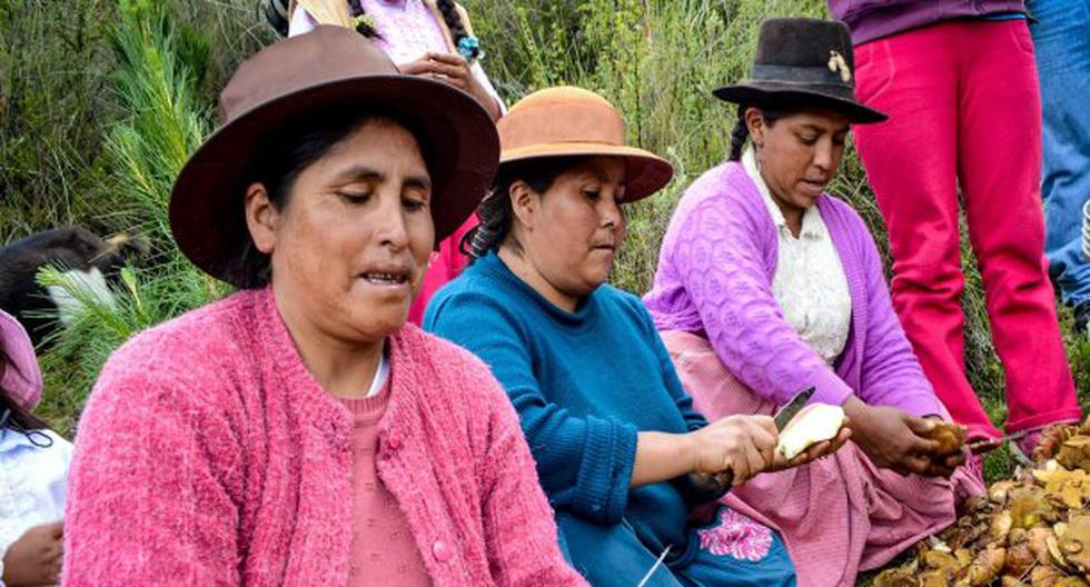 La producción mundial de hongos supera los 6.2 millones de toneladas cuyo valor se aproxima a los 30 billones de dólares. (Foto: Andina)