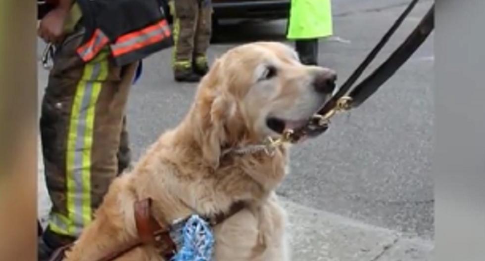 Nueva York: Perro guía se para frente a auto para salvar a dueña. (Foto: Captura de YouTube)