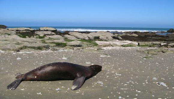 Áncash: lobos marinos habrían muerto por falta de alimento