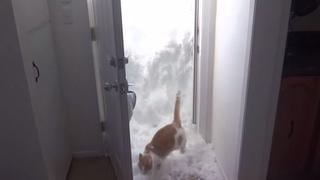 YouTube: gato gana batalla contra la nieve por cruzar puerta