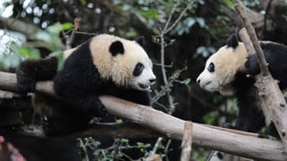 Pandas se divirtieron en su día