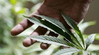 Marihuana medicinal: lo que debes saber sobre el proyecto que aprueba su uso