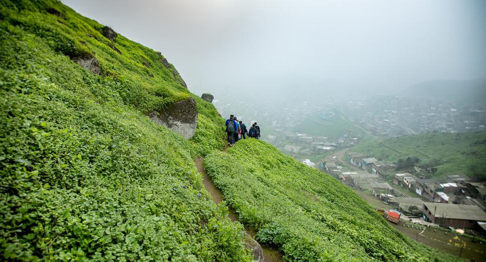 Peruvian scientists estimate that the Lomas de Amancaes store 6 thousand tons of carbon