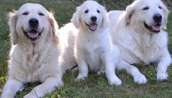 Tres canes se volvieron protagonistas de un insólito momento que fue compartido en YouTube. (Pixabay)