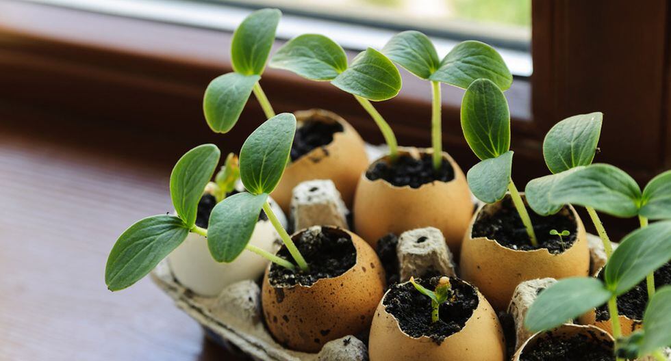 Utiliza la cáscara del huevo para hacer creativas manualidades Hazlo tu