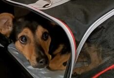 Coco, el perro que está varado en un aeropuerto de Argentina porque le negaron el ingreso a ese país