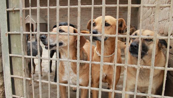 WUF es una de las organizaciones que ha venido impulsando la promulgación de la Ley ‘Cuatro Patas’ desde el 2019. Fotografía: Albergue Vida Digna, uno de los albergues afiliados a la ONG.