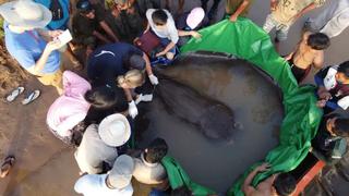 Descubren el pez de agua dulce más grande del mundo: una raya de 300 kilos 
