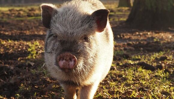 Ramón Aguilar aseguró que en todos sus años criando porcinos, nunca se topó con algo similar. (Foto: PIxabay)