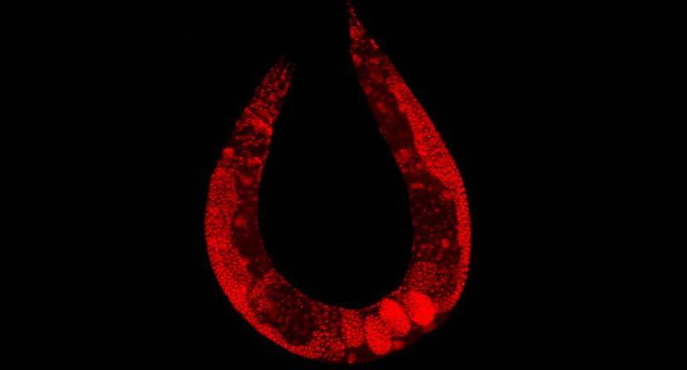 El Caenorhabditis Elegans puede duplicar su tiempo de vida congelando sus células. (Foto: PLOS Biology)