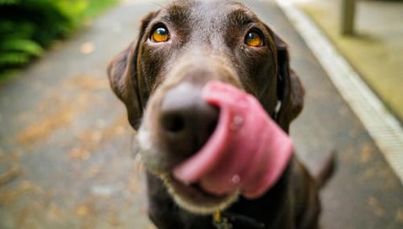 Los perros no necesitan consumir azúcar debido a que su organismo tiene la capacidad de generar su propia glucosa