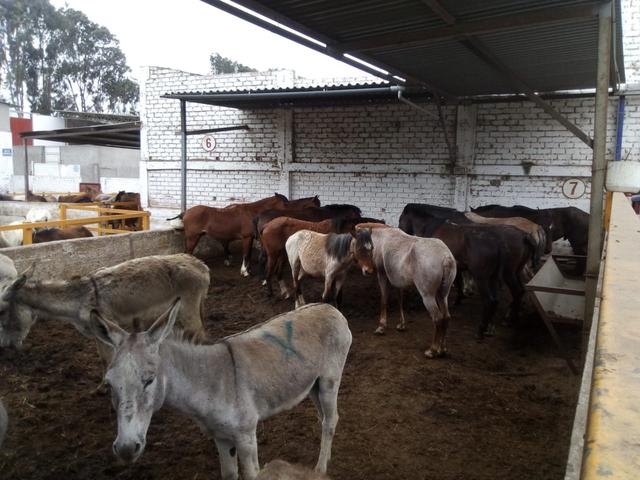 Equinos iban a ser llevados a un camal para ser sacrificados. (Foto: Difusión PNP)