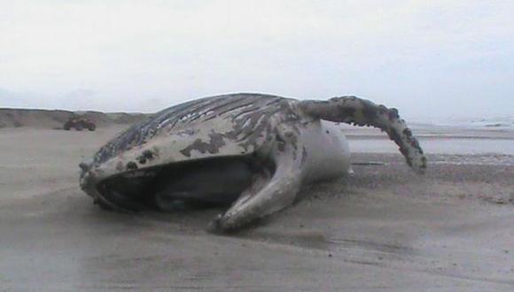 Falta de alimento causa varazón de ballenas y lobos marinos