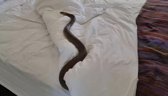 Las serpientes marrones del este son comunes en toda la zona de Australia, pero esta llegó hasta la cama. (Foto: Zachery's Snake and Reptile Relocation / Facebook)