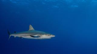 ¡Tiburones azules en la costa peruana! Cinco datos que debes saber de este animal