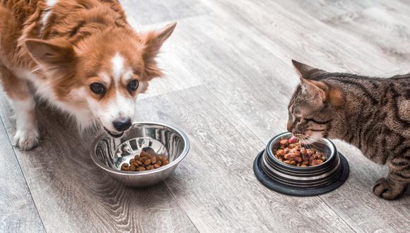 La alimentación de nuestras mascotas debe ser balanceada sea si optamos por croquetas, comida natural o por la dieta barf. Lo mejor siempre será asesorarse de un especialista.