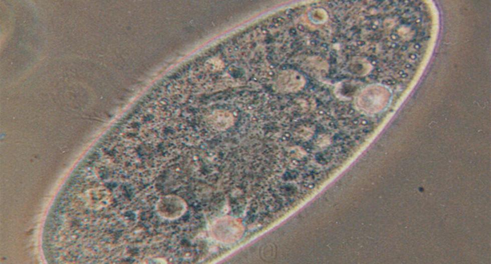 Paramecio, ejemplo de organismo formado por una única célula. (Foto: wikimedia.org)