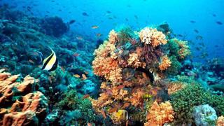 Australia eleva nivel de amenaza de la Gran Barrera de Coral
