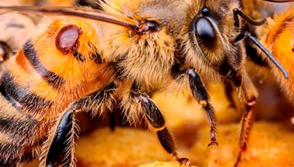 Las abejas vienen siendo atacadas por este parásito y en Australia se han tomado acciones para detener su propagación.| Foto: Pexels
