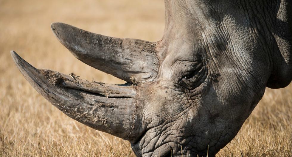 La mujer se lanzó al área de rinocerontes luego de que se le cayera el teléfono móvil. Tuvo que salir escalando los muros de más de 5 metros que resguardan el perímetro. (Foto: Pixabay)