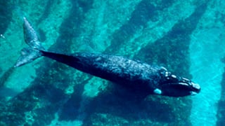 El misterio de las ballenas muertas en Argentina