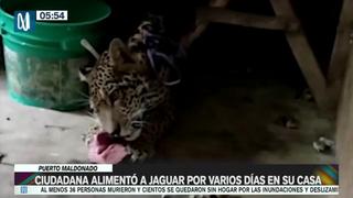 Puerto Maldonado: mujer alimentó por varios días a jaguar que encontró en su casa | VIDEO