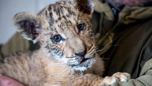 El peque&ntilde;o ligre, llamado Zar, naci&oacute; hace dos meses. Es alimentado con leche de cabra. (Foto: AFP)