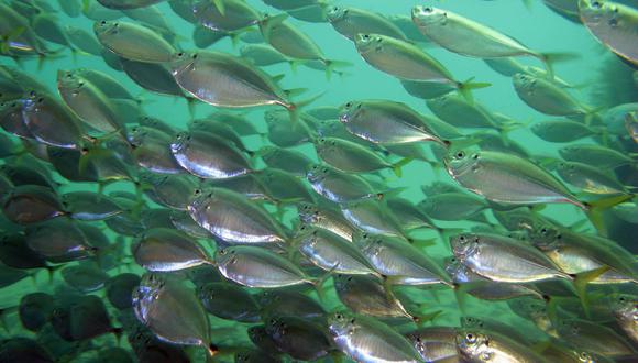 El mar peruano se encuentra en riesgo sin políticas públicas de conservación necesarias, según el Concytec. (Foto: Yuri Hooker)