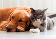 Consultorio WUF: ¿Cómo hacer que tu perro y tu gato se lleven bien?