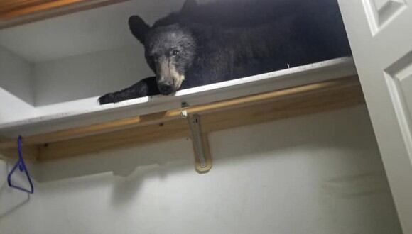 Facebook Viral: un oso negro entra a una casa en Estados Unidos y se queda dormido en el armario (Foto: Missoula County Sheriff's Office)