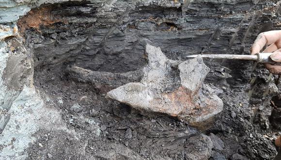 Vista de los restos faciales óseos de una nueva especie de delfín gigante que vivió hace 16 millones de años. Un equipo internacional de paleontólogos los descubrió el 20 de febrero de 2018 en la ribera del río Napo, en la región peruana de Loreto, provincia de Maynas (Amazonía peruana) tras tres semanas de expedición | Foto: EFE/ Aldo Benites