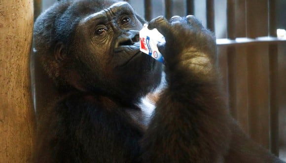 El propietario del zoológico exige más de 700 mil dólares para vender a la gorila. (Foto: EFE)