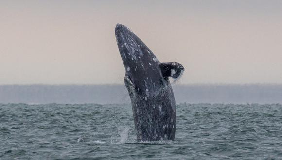 La ballena gris se ha convertido en una especie bandera de la conservación en el norte de México. Foto: Oceana.