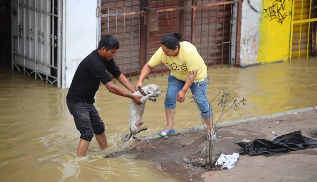 Varias familias han resultado afectadas por el aniego que se presenta en la urbanización Los Tusílagos, en San Juan de Lurigancho. (Foto: Giancarlo Ávila / El Comercio)