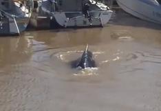 YouTube: ballena aparece en Puerto Madero | VIDEO

