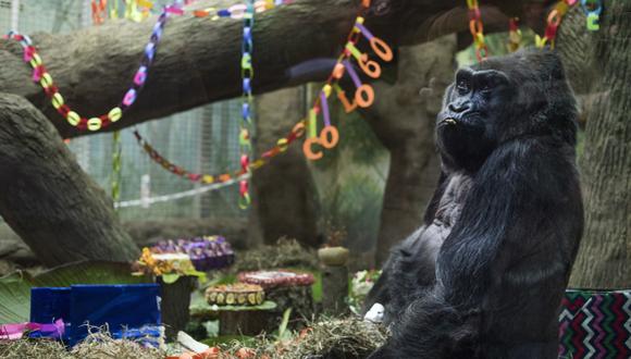Colo, la gorila más longeva en EE.UU., cumple 60 años