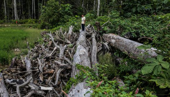 La mitigación de la depredación de los bosques primarios es una tarea pendiente. | Foto: Sebastian Castañeda.