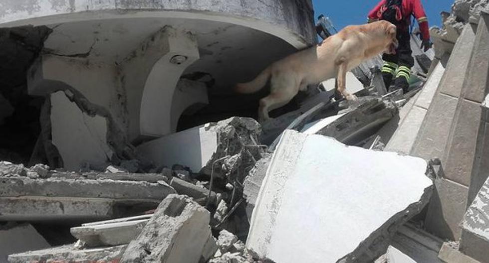 Dayko, uno de los perros rescatistas de Ecuador, murió. (Foto: Facebook)