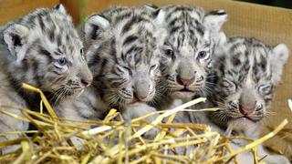 Zoológico en Austria presenta cuatrillizos de tigre blanco
