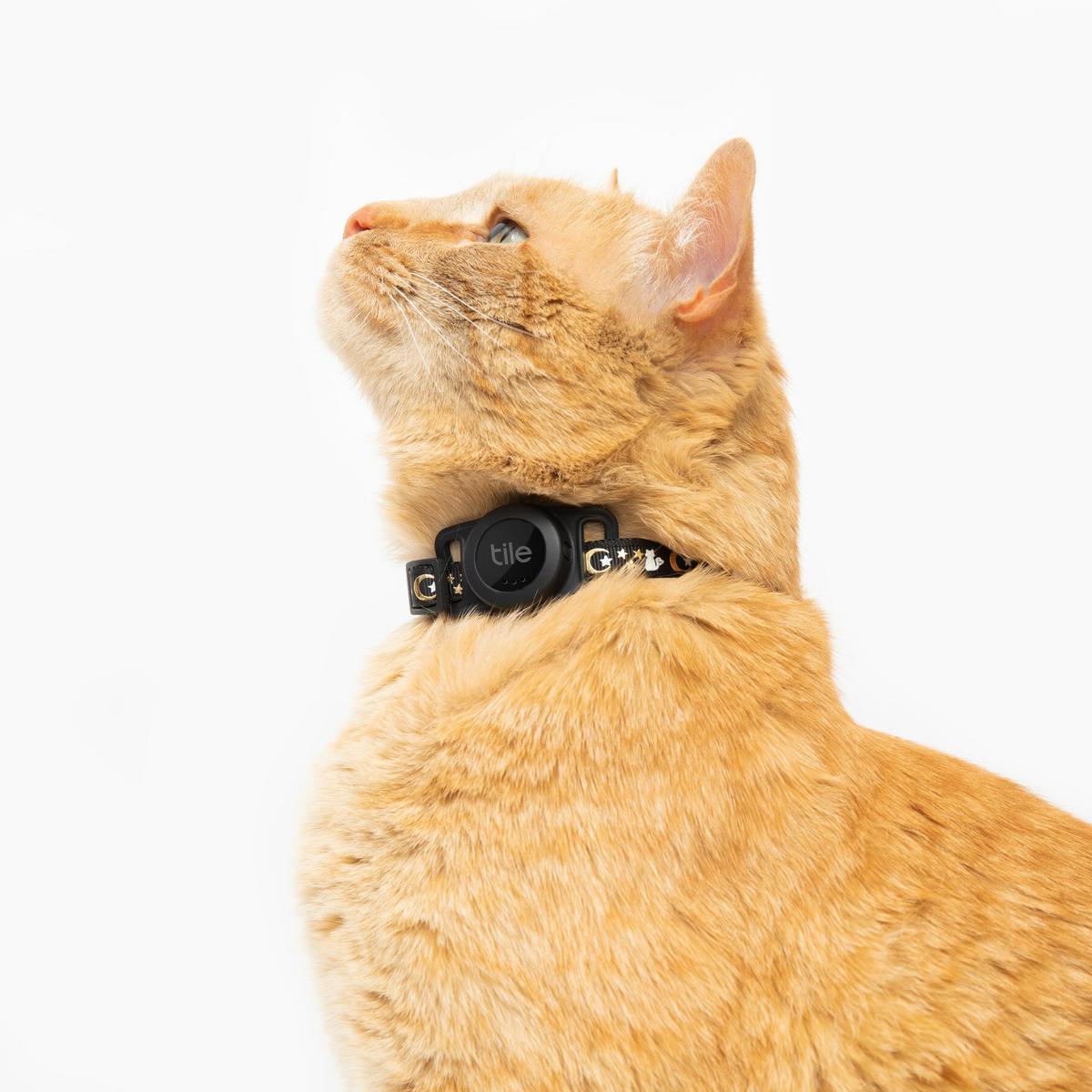 Collar GPS para perros y gatos. Descubre las ventajas - Electropolis