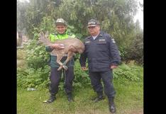 Cusco: venado fue rescatado por agentes de la PNP tras ser emboscado por jauría