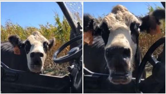 Un granjero en los Estados Unidos se llevó el susto de su vida, luego que una vaca enfurecida lo atacara. El video se ha hecho viral en Facebook. (Foto: captura de video)