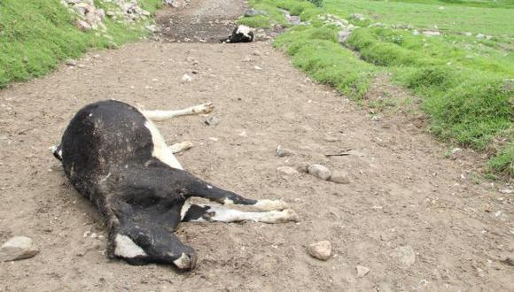 Advierten posible brote de ántrax en el país por lluvias