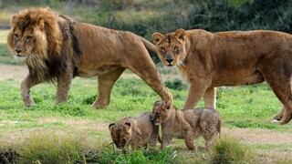 Estados Unidos: leona mata al padre de sus crías en un zoológico