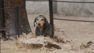 Dónde puedes ayudar a los animales afectados por huaicos