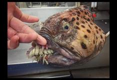 Roman Fedortsov, el pescador que comparte en Instagram las imágenes de las extrañas criaturas que captura