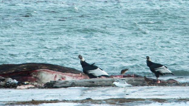 Las ballenas filtradoras y otros recursos marinos fueron un alimento tradicional de los cóndores, pero se han reducido debido a la acción humana. (Foto: Maria Constanza Marchesi)