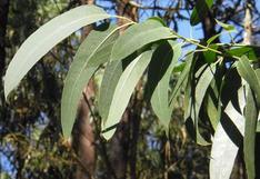 5 propiedades medicinales del eucalipto que no sabías