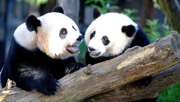 China lamenta que los pandas ya no sean una especie en peligro